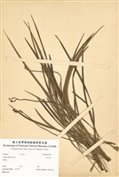 藏品(麥門冬)的圖片